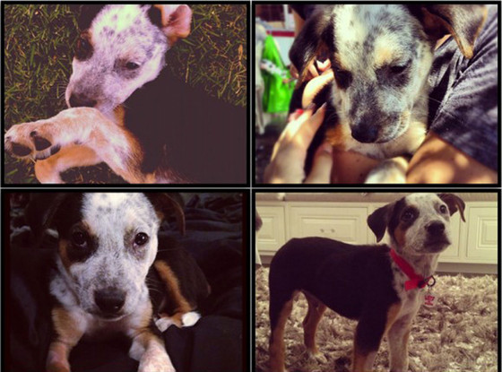 Khloe Kardashian, Jenner, Puppy Khloe Kardashian, Jenner, Puppy